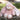 Junior Kanina - Antique Pink
