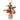 Apple Tree